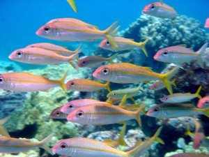 Dive Pic Goatfish