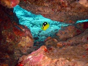 Dive Pic Butterfly Fish