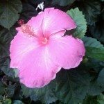 pink hibiscus at HP
