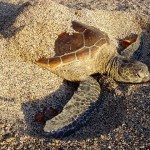 Dive Pic Comfy Turtle